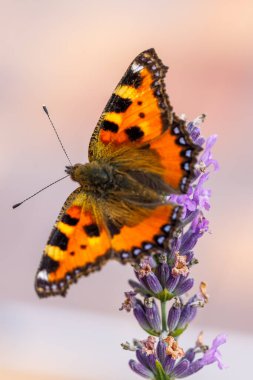 Küçük kaplumbağa kabuğu, lavantanın üzerindeki güzel kelebek (Aglais urticae). Avrupa, Çek Cumhuriyeti vahşi yaşamı