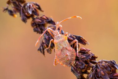 Böceğin ormandaki ayrıntıları, böcek hemiptera Heteroptera (Syromastus rhombeus), Avrupa, Çek Cumhuriyeti vahşi yaşamı