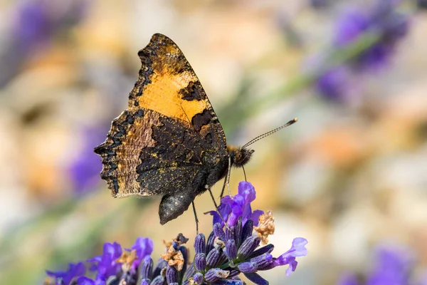 Kleine Schildpad Mooie Vlinder Aglais Urticae Lavendel Europa Tsjechië Het — Stockfoto