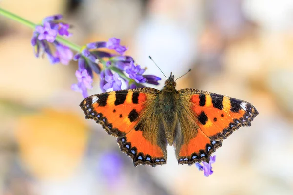 Kleine Schildpad Mooie Vlinder Aglais Urticae Lavendel Europa Tsjechië Het — Stockfoto