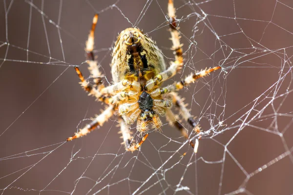 Ogród Krzyżowy Pająk Siedzący Sieci Tylny Portret Araneus Diadematus Europa — Zdjęcie stockowe