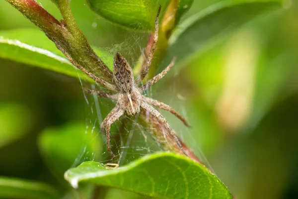 Kis Kert Óvoda Web Spider Pisaura Mirabilis Várja Zsákmányát Európa — Stock Fotó