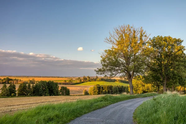 Día Caluroso Verano Campo Campo Trigo Amarillo Después Cosecha Concepto — Foto de Stock