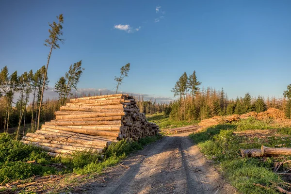 Les Billots Empilés Bois Récolté Côté Forêt Dans Campagne Après — Photo