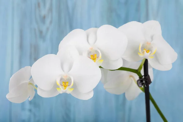 Ramo Romântico Orquídea Branca Fundo Madeira Azul Tiro Estúdio — Fotografia de Stock