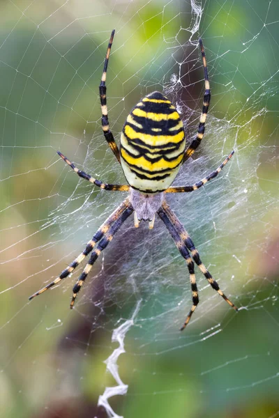Nternette Argiope Bruennichi Eşekarısı Örümceği Çek Cumhuriyeti Nin Orta Avrupa — Stok fotoğraf