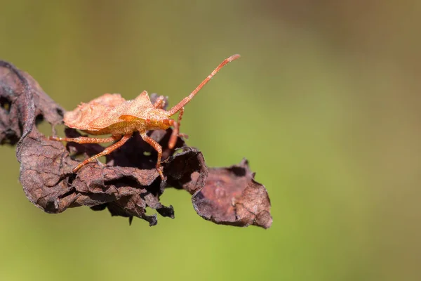 Detalle Del Insecto Bosque Escarabajo Hemiptera Heteroptera Syromastus Rhombeus Europa — Foto de Stock