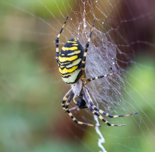 Argiope Bruennichi Pająk Sieci Gatunek Pająka Orb Web Rozproszonego Europie — Zdjęcie stockowe