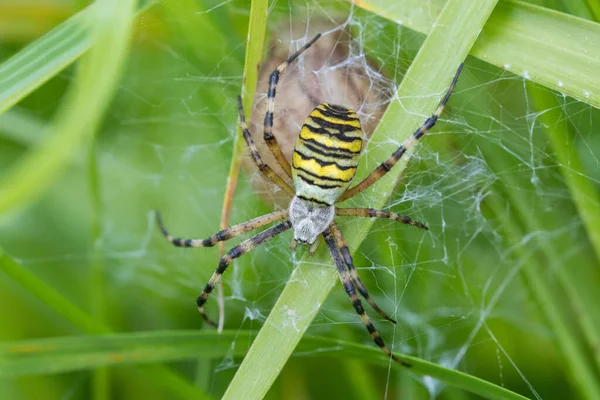 Argiope Bruennichi Araña Avispa Web Especie Araña Orbe Web Distribuida —  Fotos de Stock