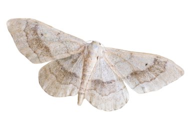 Riband Wave (Idaea aversata) geometrik güvesi beyaz arka planda izole edilmiştir, Avrupa, Çek Cumhuriyeti vahşi yaşamı