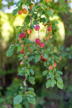 Ağaçta yetişen ham kırmızı erik mirabelle meyvesi. Prunus domestica, Çek Cumhuriyeti