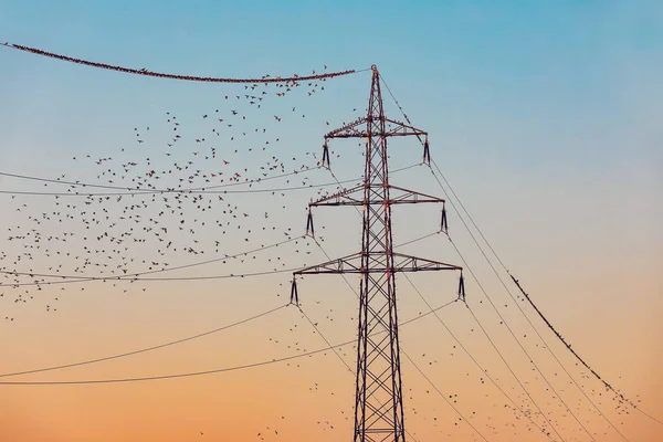 Стая Скворцовых Птиц Отдыхающих Электрических Проводах Вечером Европа Чехия — стоковое фото