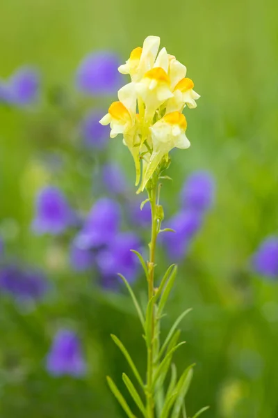 Linaria Vulgaris Ozdobny Blado Żółty Kwiat Rosnący Dziko Łące Lecie — Zdjęcie stockowe
