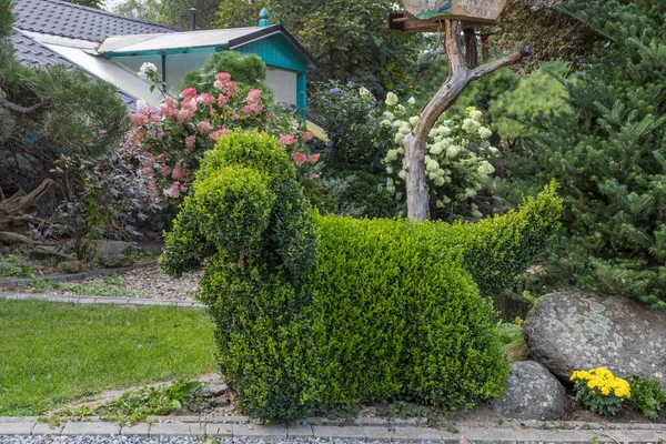 Topiary Jardim Arbusto Cortado Uma Forma Cão Inglês Cocker Spaniel — Fotografia de Stock