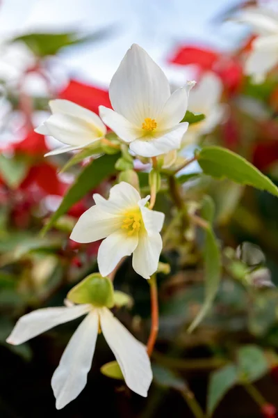 Яркие Цветы Begonia Boliviensis Белый Цветок Летнем Саду — стоковое фото