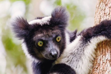 Siyah ve beyaz Lemur İndri 'nin (İndri İndri) başkanı, aynı zamanda babakoto olarak da bilinir, doğal ortamdaki ağaçlara asıldı. Andasibe - Analamazaotra Ulusal Parkı, Madagaskar Vahşi Hayatı