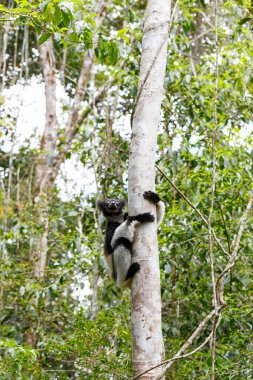 Siyah ve beyaz Lemur İndri (İndri İndri), aynı zamanda babakoto olarak da bilinir. Andasibe - Analamazaotra Ulusal Parkı, Madagaskar Vahşi Hayatı