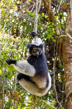 Siyah ve beyaz Lemur İndri (İndri İndri), aynı zamanda babakoto olarak da bilinir. Andasibe - Analamazaotra Ulusal Parkı, Madagaskar Vahşi Hayatı