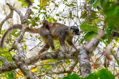 Doğal yaşam alanında yaygın kahverengi lemur (Eulemur fulvus), sırtında bebek olan dişi. Andasibe - Analamazaotra Ulusal Parkı, Madagaskar Vahşi Hayatı