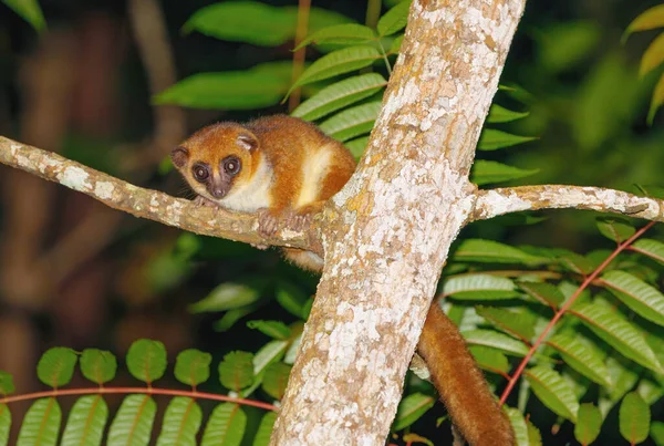 Mały Brązowy Lemur Myszy Microcebus Rufus Nocy Środowisku Naturalnym Park — Zdjęcie stockowe