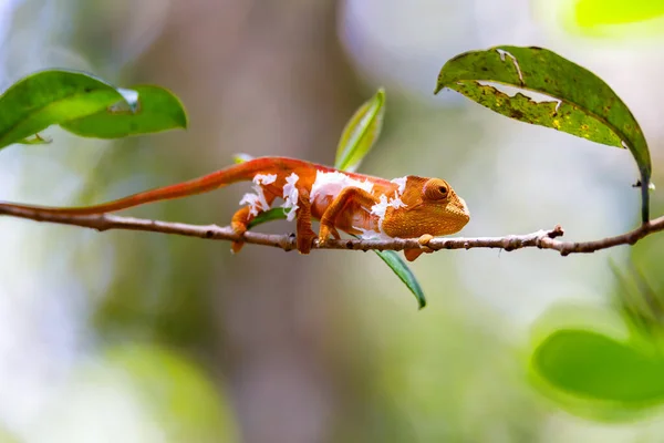 Parsons chameleon changing skin, Calumma parsonii, Amber mountain. Andasibe - Analamazaotra National Park, Madagascar wildlife