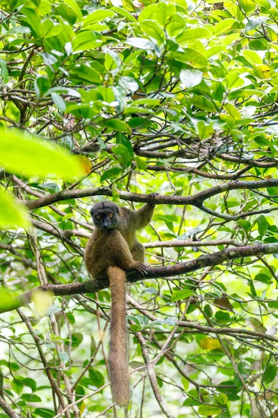 Hembra Lémur Cabeza Blanca Eulemur Albifrons Rama Selva Tropical Madagascar — Foto de Stock