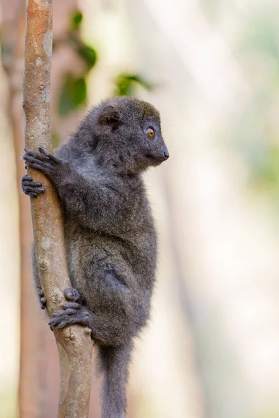 Eastern Lesser Bamboo Lemur Hapalemur Griseus Known Gray Bamboo Lemur — Stock Photo, Image