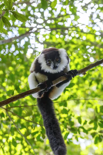 Siyah Beyaz Yakut Lemuru Varecia Variegata Subcincta Doğal Yağmur Ormanı — Stok fotoğraf