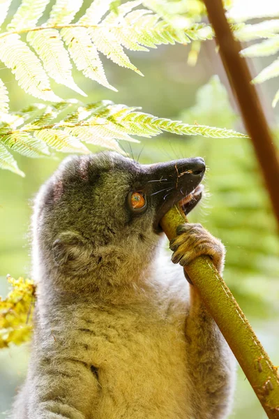 Ağacın Tepesinde Beslenen Yaygın Kahverengi Lemur Eulemur Fulvus Doğal Yaşam — Stok fotoğraf