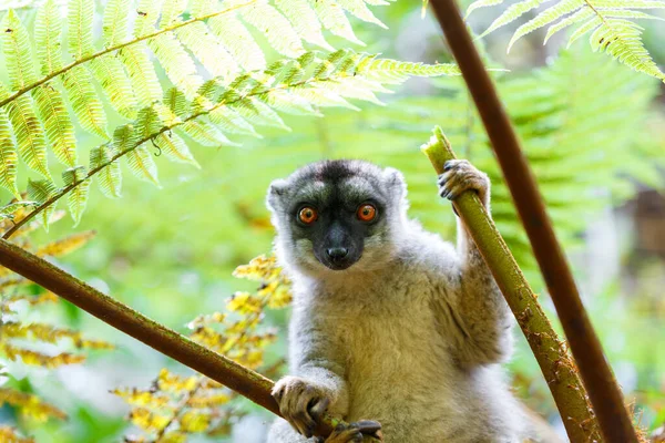 일반적 여우원숭이 Eulemur Fulvus 꼭대기에 있으며 서식지에 마다가스카르 동물인 아나톨라 — 스톡 사진