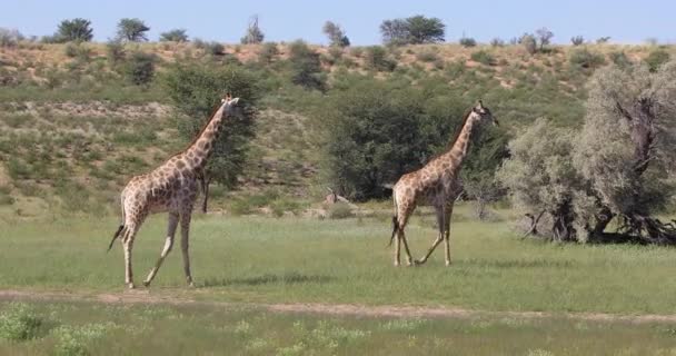 사랑에 빠진 귀여운 기린, 남아프리카 공화국 야생 동물 — 비디오