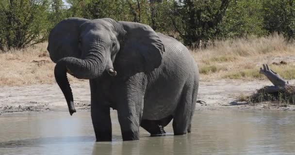 Chobe Botsvana safarisinde Afrika fili. — Stok video