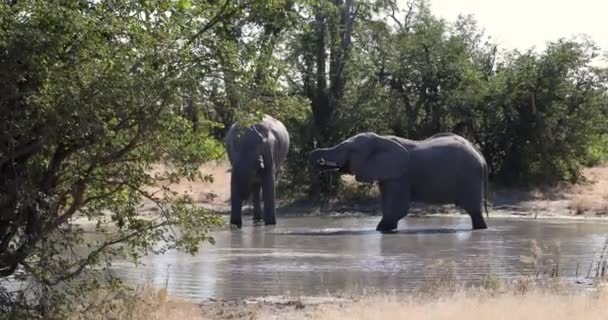 African Elephant in Chobe Botswana safari wildlife — Stock Video