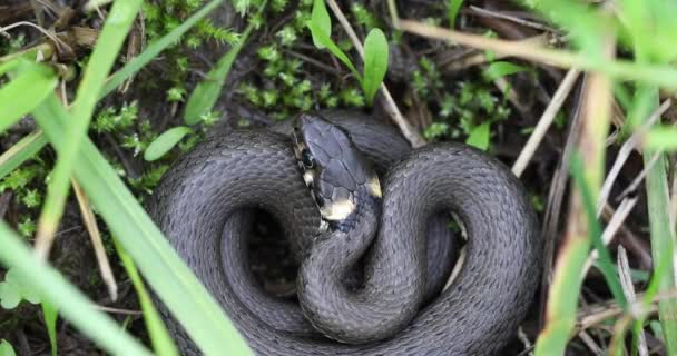 Zbliżenie węża trawiastego, Natrix natrix — Wideo stockowe