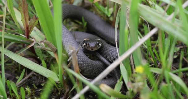 Closeup of grass snake, Natrix natrix — Stock Video