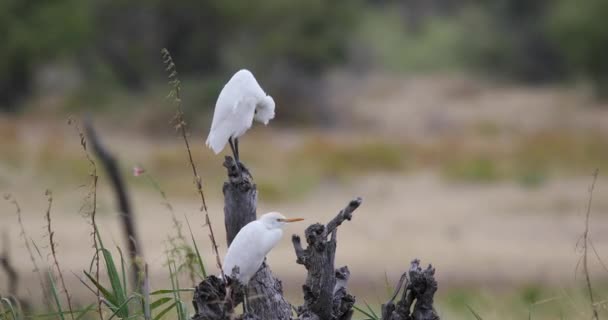 Cattle egret namibia Africa safari wildlife — Stock Video