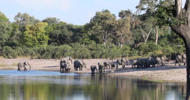 Αφρικανικός ελέφαντας, Ναμίμπια, Αφρική σαφάρι άγρια ζώα — Αρχείο Βίντεο