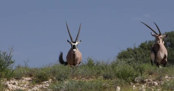 Gemsbok, Kalahari 'deki Oryx ceylanı — Stok video