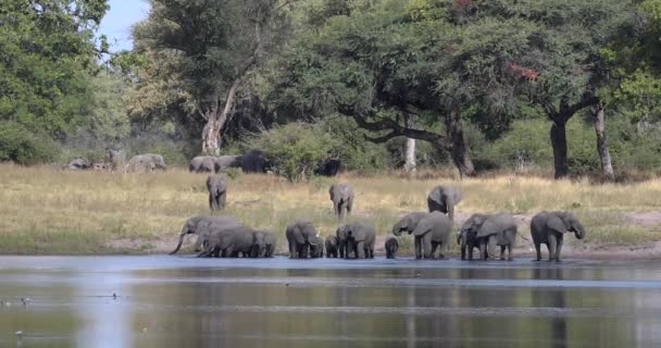 Afrika fili, Namibya, Afrika safarisi vahşi yaşam — Stok video