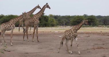Etosha 'daki zürafa, Namibya safarisi vahşi yaşam