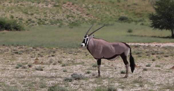 ジェムズボク、カラハリのオリックスガゼラ — ストック動画