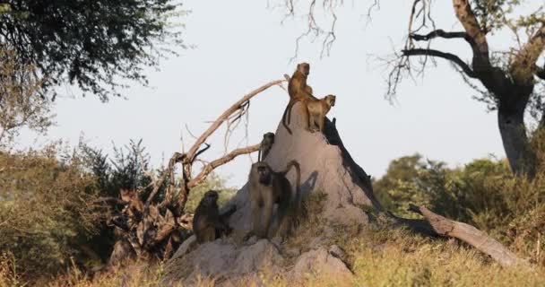 Majom Chacma Baboon, Namíbia Afrika szafari vadvilág — Stock videók