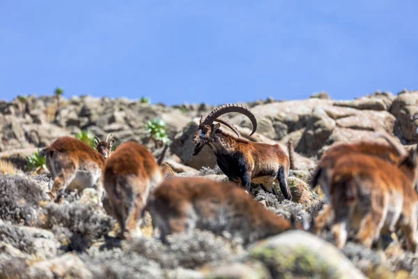 Rebanho Risco Muito Raro Walia Ibex Capra Walia Dos Mais — Fotografia de Stock