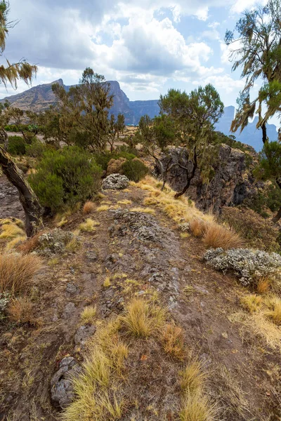 Caminante Caminando Por Borde Cima Del Sendero Las Montañas Simien — Foto de Stock