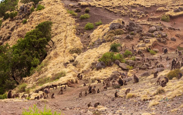 Gran Grupo Animales Endémicos Mono Gelada Caminando Por Montaña Theropithecus — Foto de Stock