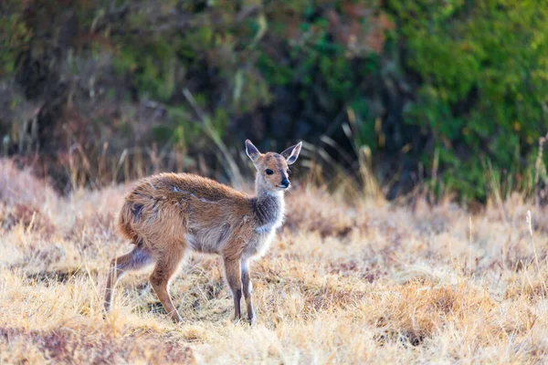 Hona Sällsynt Menelik Bushbuck Tragelaphus Scriptus Meneliki Simien Berg Etiopien — Stockfoto