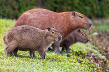 Capybara (Hydrochoerus hydrochaeris), Güney Amerika 'da yaşayan en büyük kemirgen türü. Barigui Park belediye parkı, Curitiba, Parana. Brezilya. Brezilya yaban hayatı