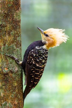 Sarışın ağaçkakan (Celeus flavescens), ağaçkakangiller familyasından bir kuş türü. Parque Das Aves, Foz do Iguacu, Parana, Brezilya. Brezilya yaban hayatı ve kuş gözlemciliği.