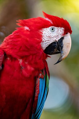 Kırmızı ve yeşil papağan (Ara chloropterus), yeşil kanatlı papağan olarak bilinir, Ara cinsinin büyük, çoğunlukla kırmızı papağanı. Corumba, Pantanal, Mato Grosso do Sul. Brezilya. Brezilya yaban hayatı ve kuş gözlemciliği.