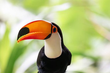 Toco Toucan (Ramphastos toco), Tukangiller (Ramphastidae) familyasından bir kuş türü. En büyük tukan türü. Parque Das Aves, Foz do Iguacu, Parana, Brezilya. Brezilya yaban hayatı ve kuş gözlemciliği.